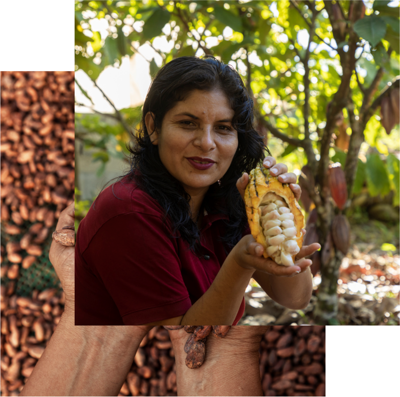 cacao waylluyky